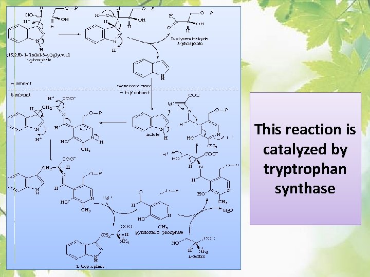 This reaction is catalyzed by tryptrophan synthase 