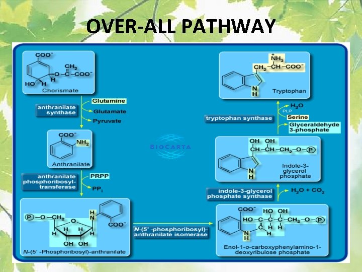 OVER-ALL PATHWAY 