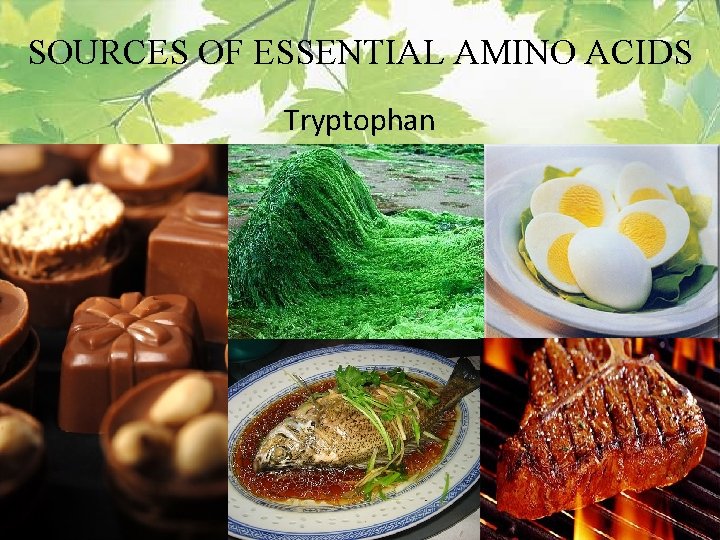 SOURCES OF ESSENTIAL AMINO ACIDS Tryptophan 