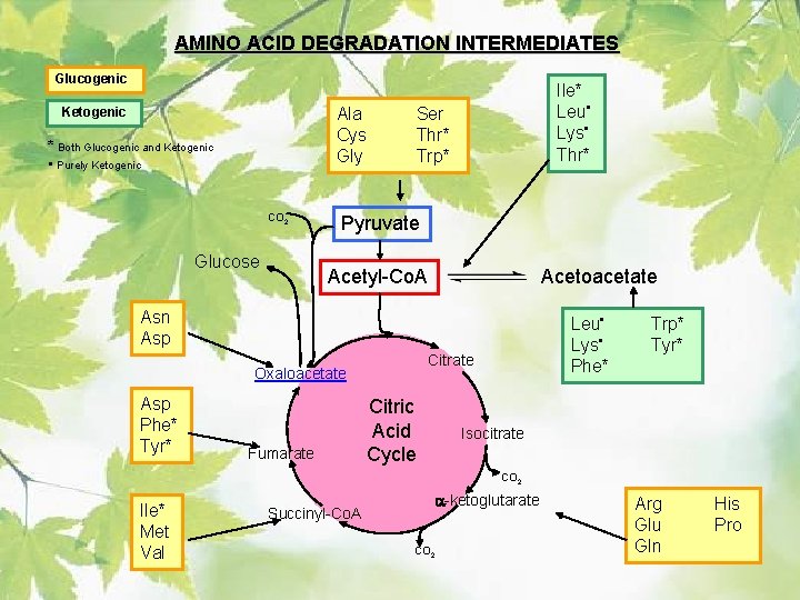AMINO ACID DEGRADATION INTERMEDIATES Glucogenic Ala Cys Gly Ketogenic * Both Glucogenic and Ketogenic