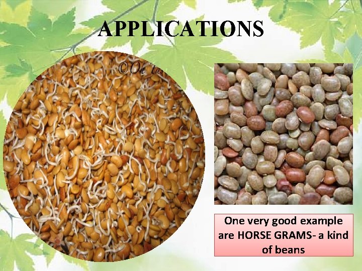 APPLICATIONS One very good example are HORSE GRAMS- a kind of beans 