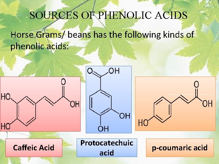 SOURCES OF PHENOLIC ACIDS Horse Grams/ beans has the following kinds of phenolic acids:
