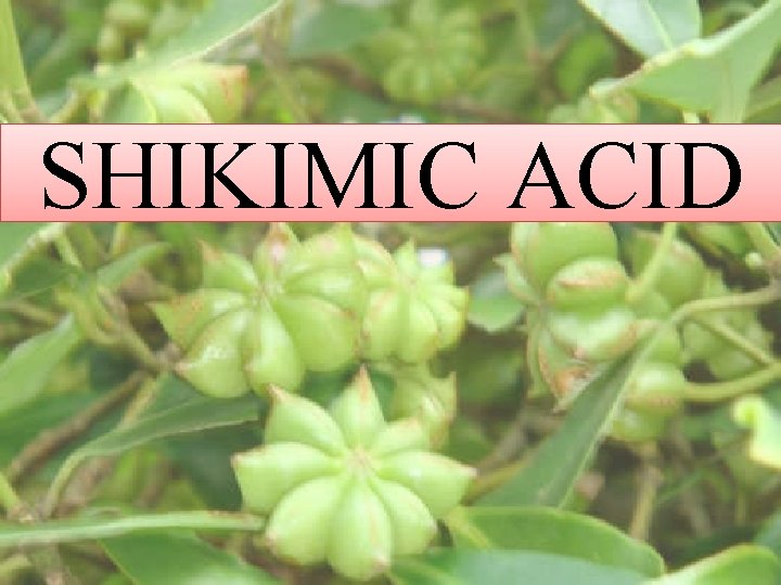 SHIKIMIC ACID 