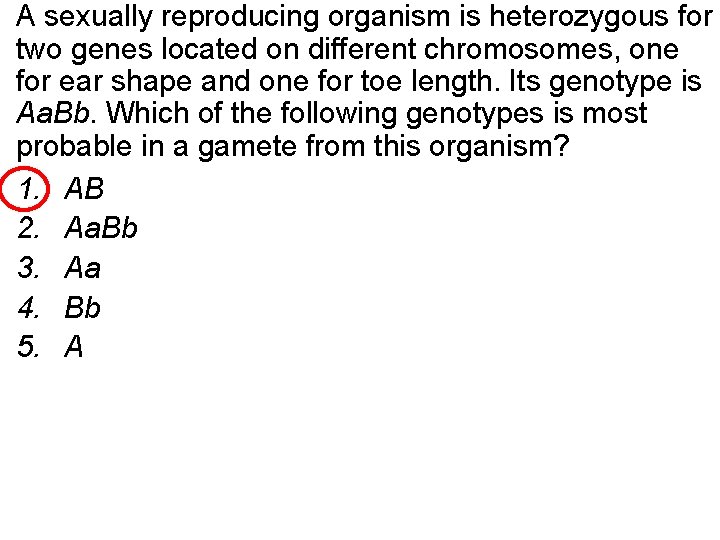 A sexually reproducing organism is heterozygous for two genes located on different chromosomes, one