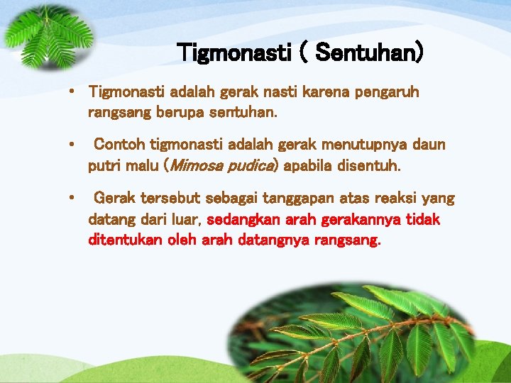 Tigmonasti ( Sentuhan) • Tigmonasti adalah gerak nasti karena pengaruh rangsang berupa sentuhan. •