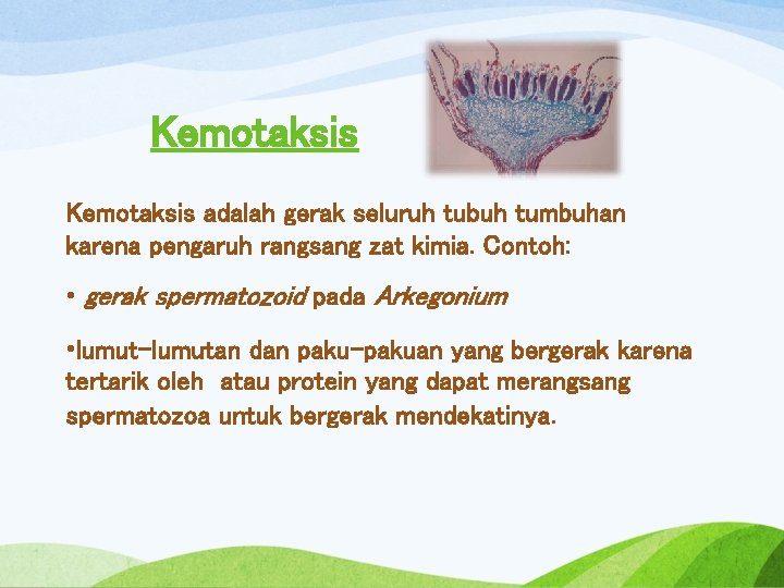 Kemotaksis adalah gerak seluruh tubuh tumbuhan karena pengaruh rangsang zat kimia. Contoh: • gerak