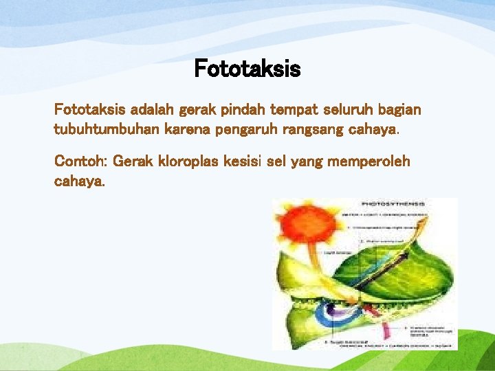 Fototaksis adalah gerak pindah tempat seluruh bagian tubuhtumbuhan karena pengaruh rangsang cahaya. Contoh: Gerak
