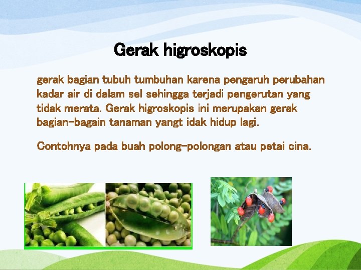 Gerak higroskopis gerak bagian tubuh tumbuhan karena pengaruh perubahan kadar air di dalam sel