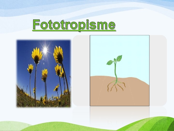 Fototropisme 