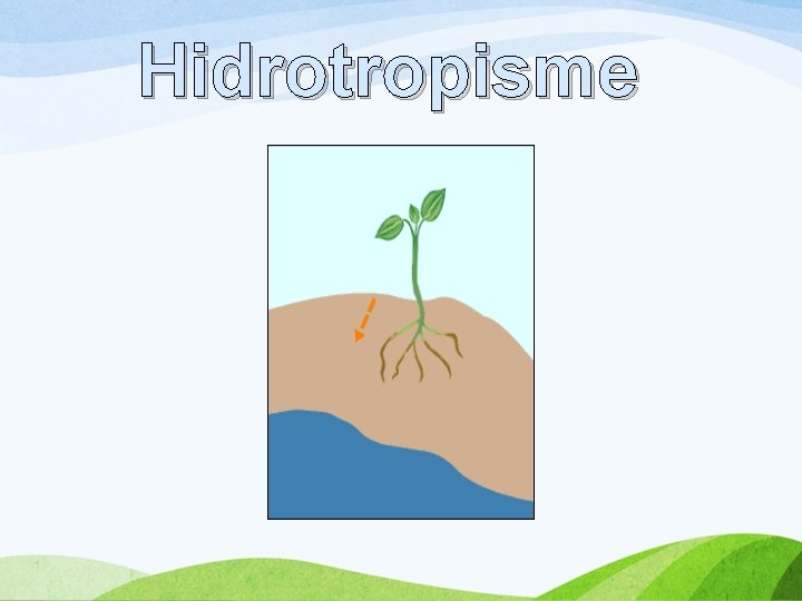 Hidrotropisme 