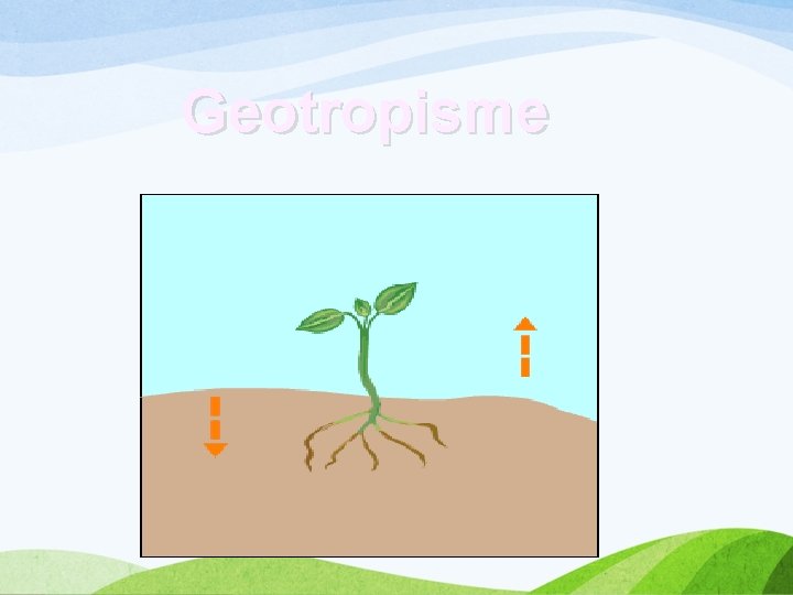 Geotropisme 