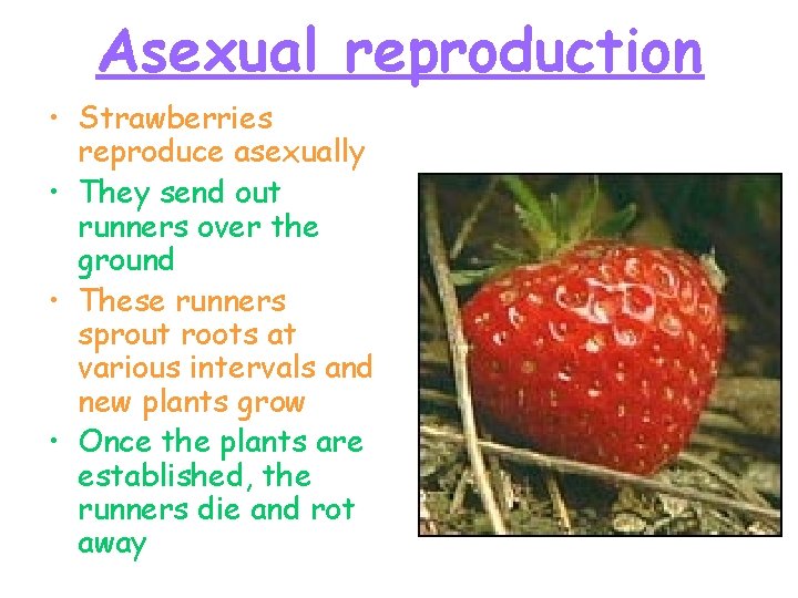 Asexual reproduction • Strawberries reproduce asexually • They send out runners over the ground