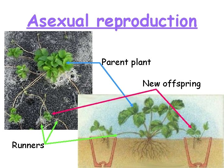 Asexual reproduction Parent plant New offspring Runners 