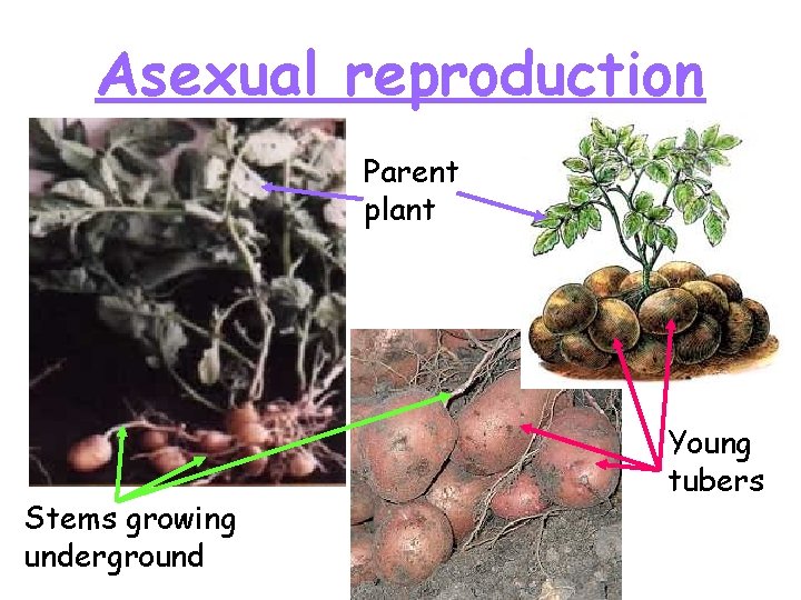 Asexual reproduction Parent plant Stems growing underground Young tubers 