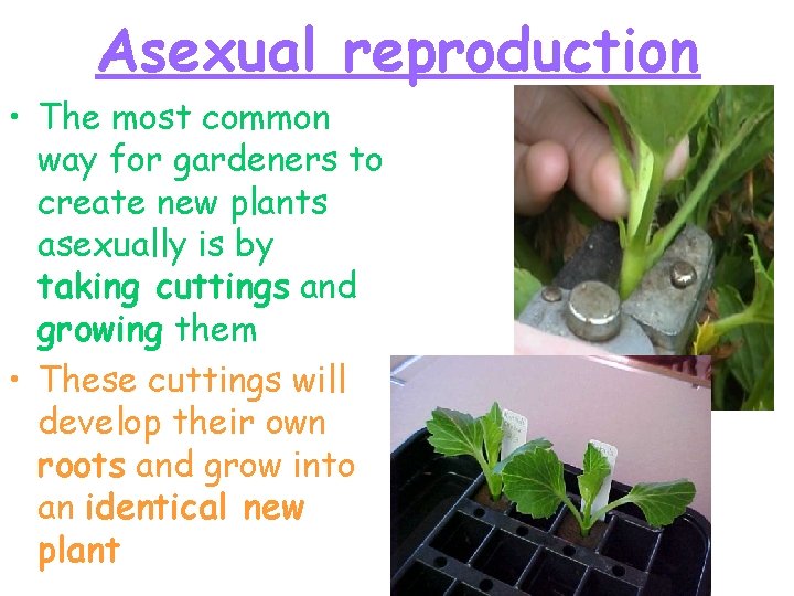 Asexual reproduction • The most common way for gardeners to create new plants asexually