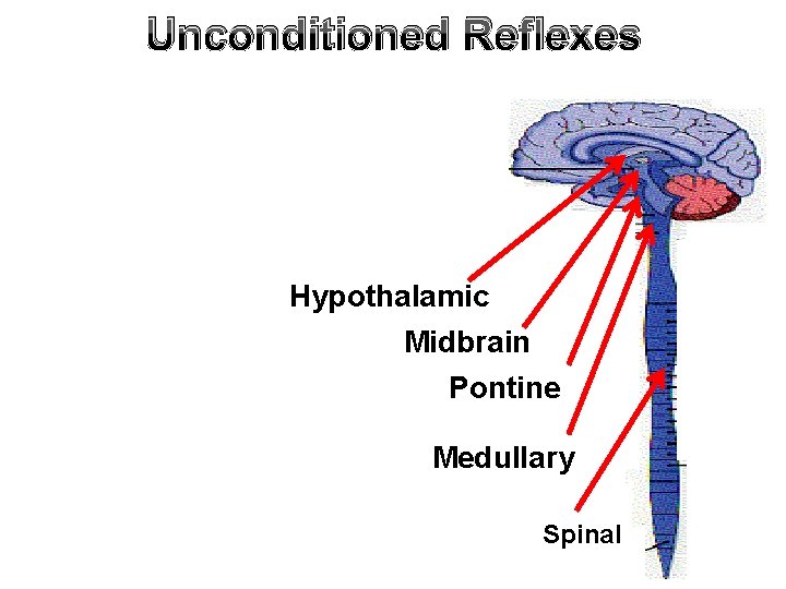 Unconditioned Reflexes Hypothalamic Midbrain Pontine Medullary Spinal 