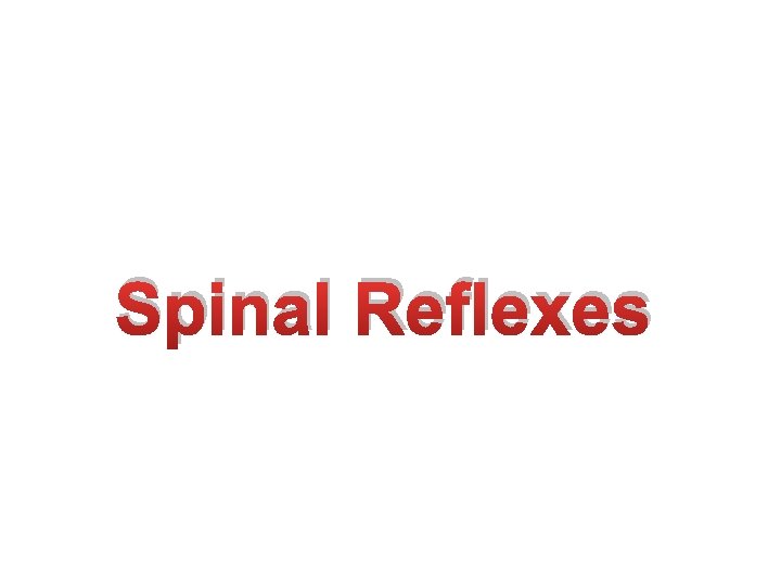 Spinal Reflexes 