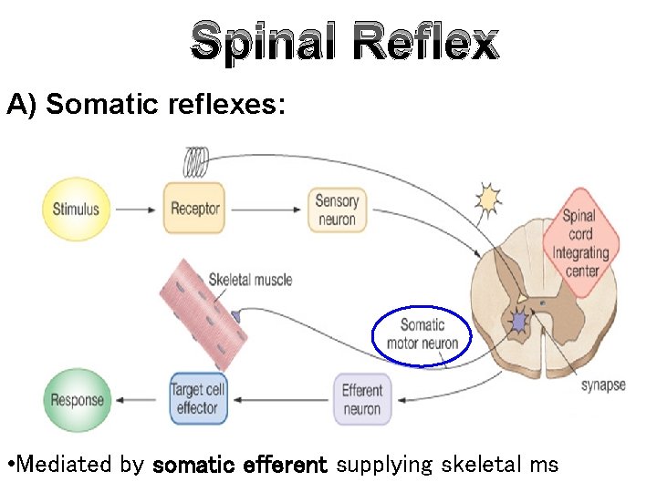 Spinal Reflex A) Somatic reflexes: • Mediated by somatic efferent supplying skeletal ms Spinal Reflex A) Somatic reflexes: • Mediated by somatic efferent supplying skeletal ms