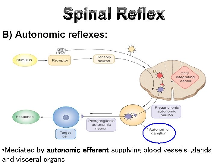 Spinal Reflex B) Autonomic reflexes: • Mediated by autonomic efferent supplying blood vessels, glands Spinal Reflex B) Autonomic reflexes: • Mediated by autonomic efferent supplying blood vessels, glands