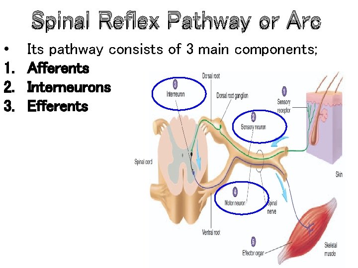 Spinal Reflex Pathway or Arc • 1. 2. 3. Its pathway consists of 3