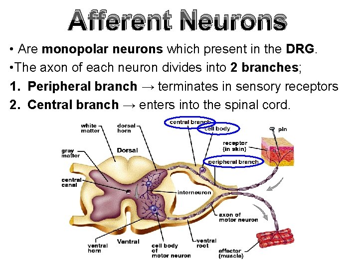 Afferent Neurons • Are monopolar neurons which present in the DRG. • The axon