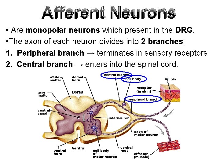 Afferent Neurons • Are monopolar neurons which present in the DRG. • The axon Afferent Neurons • Are monopolar neurons which present in the DRG. • The axon