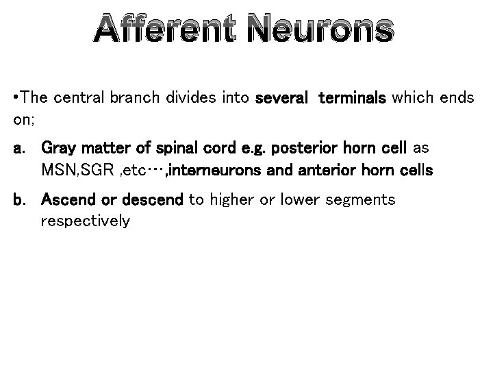 Afferent Neurons • The central branch divides into several terminals which ends on; a.