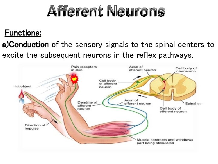 Afferent Neurons Functions: a)Conduction of the sensory signals to the spinal centers to excite Afferent Neurons Functions: a)Conduction of the sensory signals to the spinal centers to excite