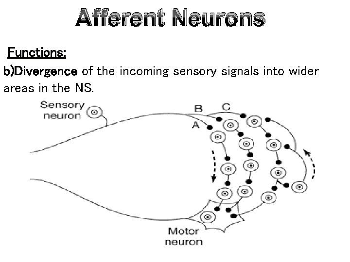 Afferent Neurons Functions: b)Divergence of the incoming sensory signals into wider areas in the