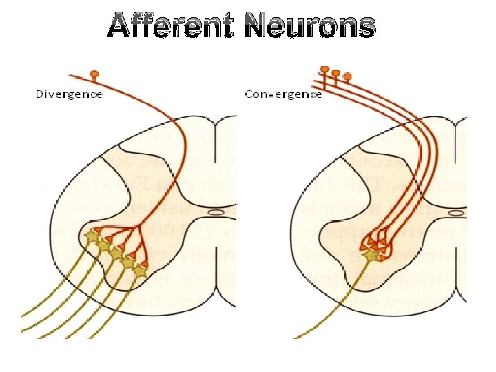 Afferent Neurons 