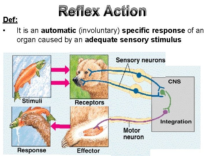 Reflex Action Def: • It is an automatic (involuntary) specific response of an organ