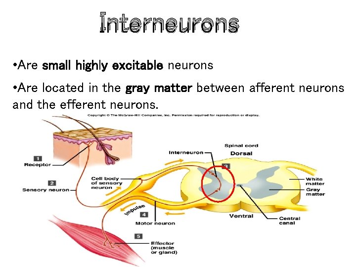 Interneurons • Are small highly excitable neurons • Are located in the gray matter