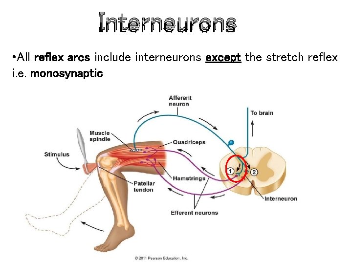 Interneurons • All reflex arcs include interneurons except the stretch reflex i. e. monosynaptic