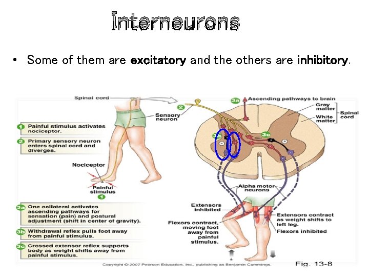 Interneurons • Some of them are excitatory and the others are inhibitory. 