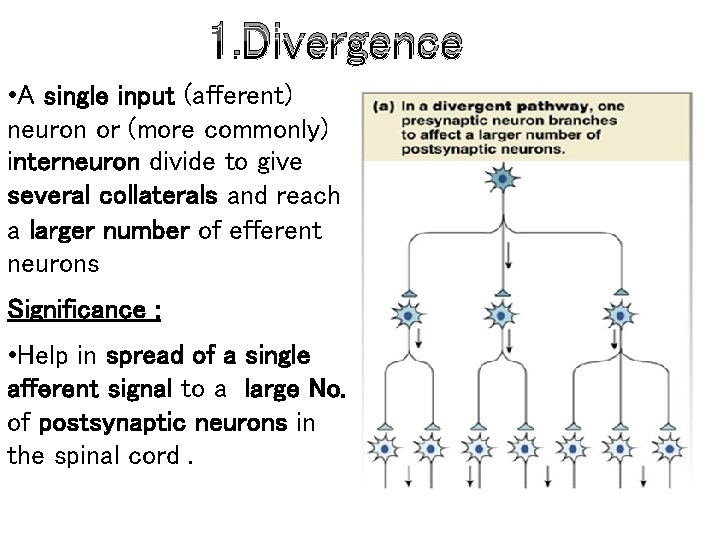 1. Divergence • A single input (afferent) neuron or (more commonly) interneuron divide to