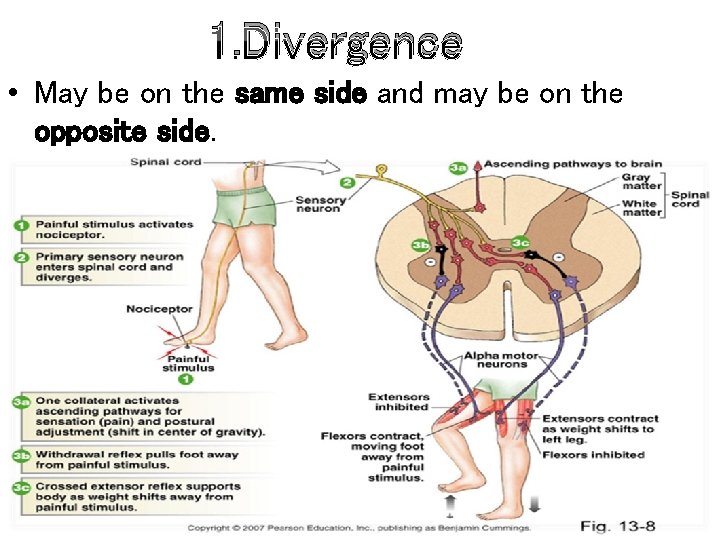 1. Divergence • May be on the same side and may be on the