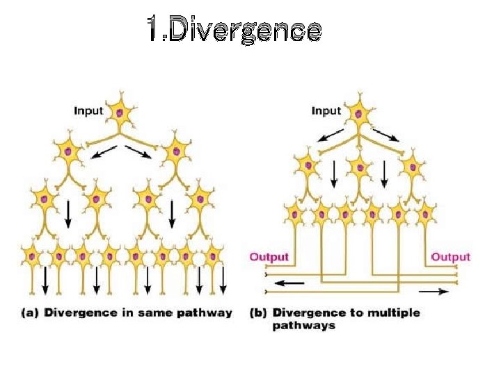 1. Divergence 1. Divergence
