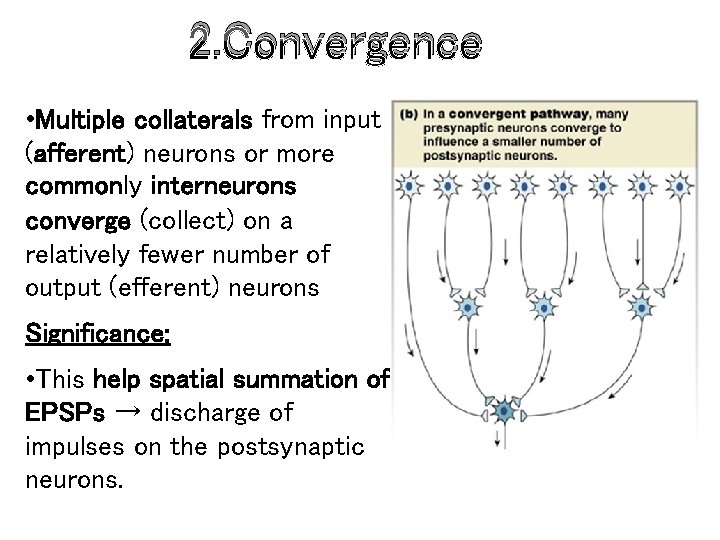 2. Convergence • Multiple collaterals from input (afferent) neurons or more commonly interneurons converge