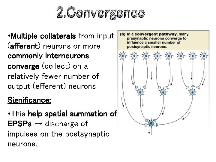 2. Convergence • Multiple collaterals from input (afferent) neurons or more commonly interneurons converge 2. Convergence • Multiple collaterals from input (afferent) neurons or more commonly interneurons converge