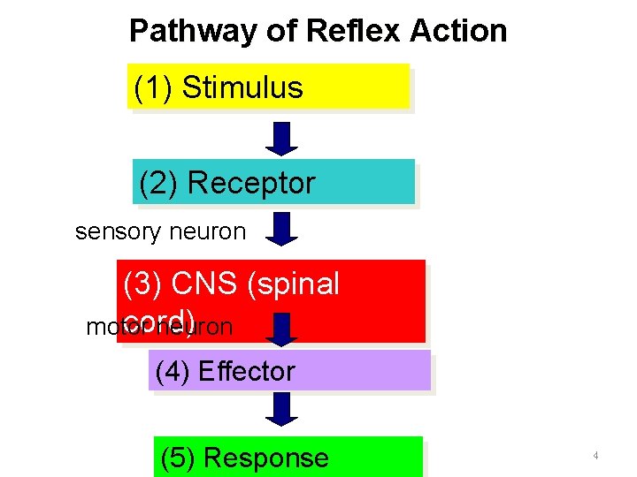 Pathway of Reflex Action (1) Stimulus (2) Receptor sensory neuron (3) CNS (spinal cord) Pathway of Reflex Action (1) Stimulus (2) Receptor sensory neuron (3) CNS (spinal cord)