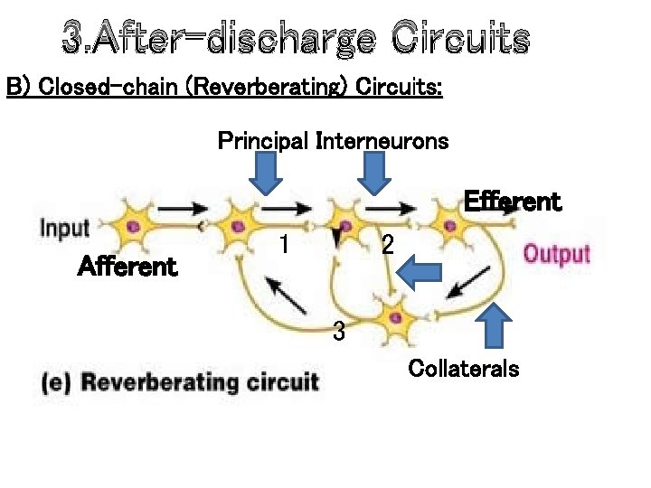 3. After-discharge Circuits B) Closed-chain (Reverberating) Circuits: Principal Interneurons Efferent Afferent 1 2 3