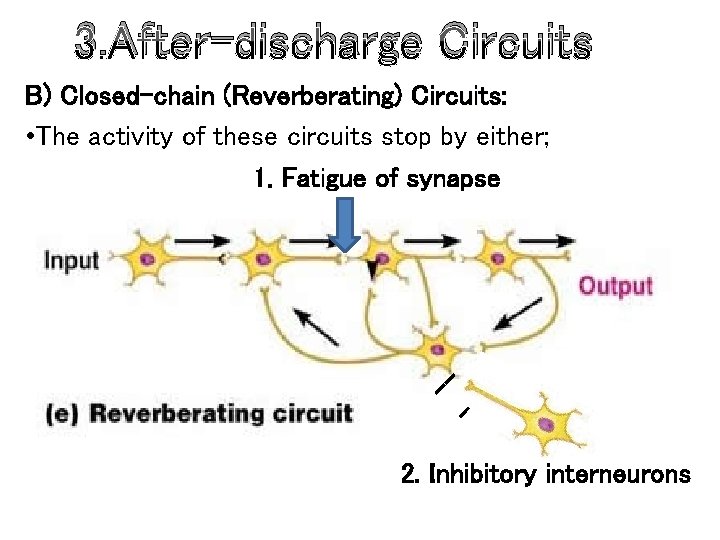 3. After-discharge Circuits B) Closed-chain (Reverberating) Circuits: • The activity of these circuits stop 3. After-discharge Circuits B) Closed-chain (Reverberating) Circuits: • The activity of these circuits stop