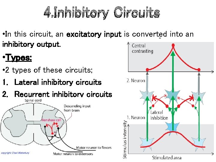 4. Inhibitory Circuits • In this circuit, an excitatory input is converted into an