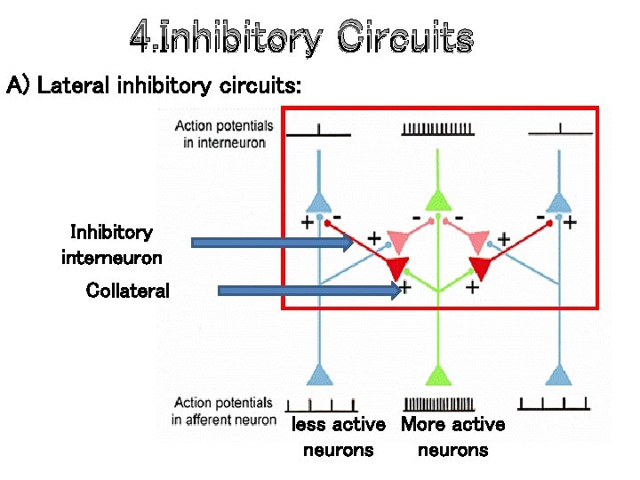 4. Inhibitory Circuits A) Lateral inhibitory circuits: Inhibitory interneuron Collateral less active More active