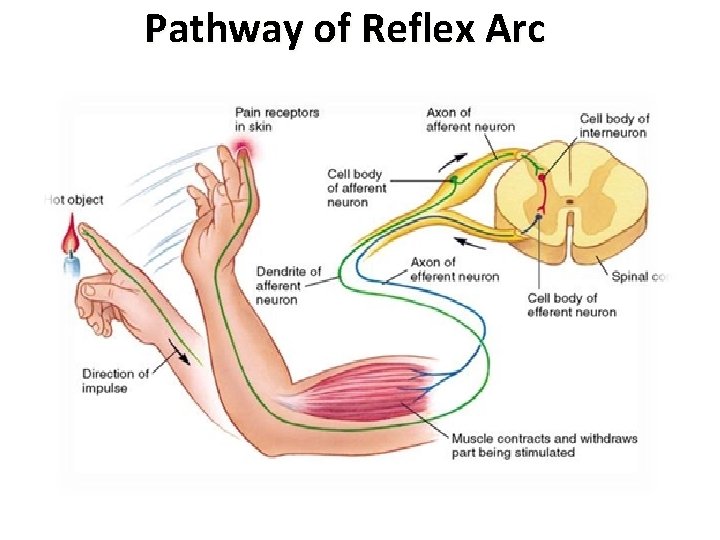 Pathway of Reflex Arc 