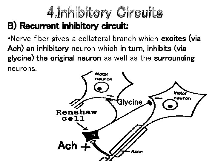 4. Inhibitory Circuits B) Recurrent inhibitory circuit: • Nerve fiber gives a collateral branch