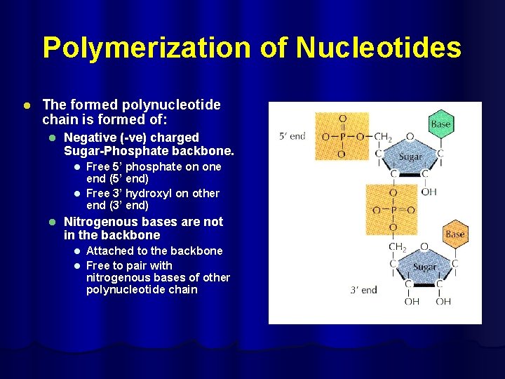 Polymerization of Nucleotides l The formed polynucleotide chain is formed of: l Negative (-ve)