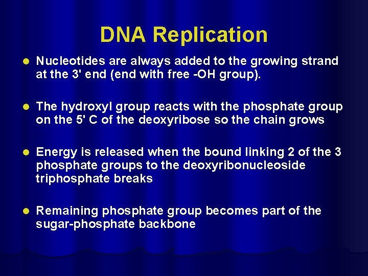 DNA Replication l Nucleotides are always added to the growing strand at the 3'