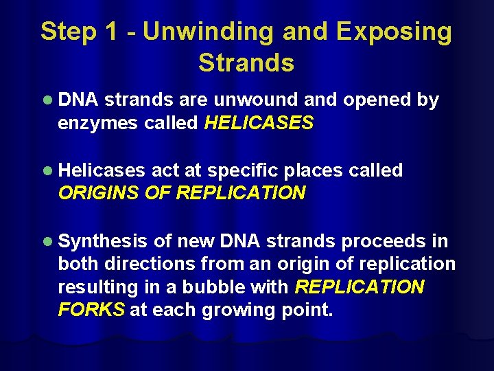 Step 1 - Unwinding and Exposing Strands l DNA strands are unwound and opened