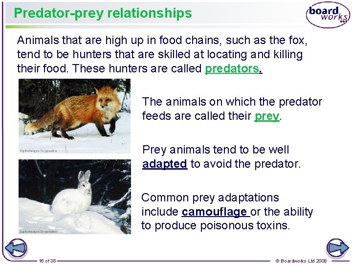 Predator-prey relationships Animals that are high up in food chains, such as the fox,